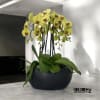A high quality Seven yellow flower orchid arrangement with a vase 15&quot;