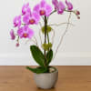 Double Stem Orchid in Color
Graceful and timeless, Double Stem Orchid in Color