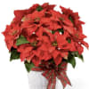 Fresh and beautiful Poinsettias 