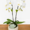 Graceful and timeless, Double Stem White Orchid showcases cascading white orchid blooms