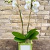 A Lovely 4&quot; White Double Phalaenopsis Orchid Plant 
Set Into a White