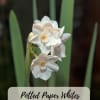 Seasonal splendors are lovely potted paperwhite bulbs. These cuties bloom quick! They