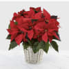 THE TRADITIONAL BLOOMING HOLIDAY PLANT COMES IN A DEEP RED COLOR IN