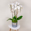 Gift the beauty of a long-lasting orchid plant that they will love