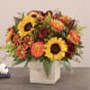 Beautiful blooms in vibrant shades of red, orange and yellow creates the