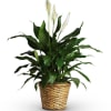 The &quot;peace lily,&quot; or Spathiphyllum plant is a beautiful and lasting expression