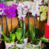 Orchid plant, colors and container may vary. 