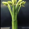 Amaryllis stems in a tall glass vase.