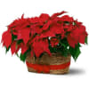 Double your decorative spirit by giving not one, but two red poinsettias