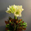 Amaryllis white plants with holiday green deco