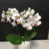 Mini Phalaenopsis orchids in a 4" pot 

SUBSITUTION POLICY
In many instances, our