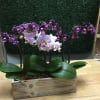 Orchids in a wooden box