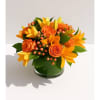 A burst of vibrant warmth in every petal. Tangerine Twist features bold