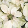 Brighten the season with our stunning white poinsettia plant, a classic symbol