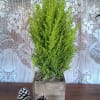 Wonderful the scent of this cypress&#039; foliage...Lemon fragrance fills the air.
(small 4.5&quot;