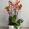 2 Beautiful Fall color Phal. Orchid plants arranged in an oval ceramic