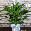 The Peace Lily is a popular, easy-to-care-for houseplant known for its glossy