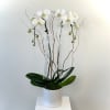 A Luxe Double Stem White Phalaenopsis in White Ceramic Vase
Elevate any space