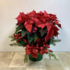 This is a festive holiday poinsettia plant . It&rsquo;s accented with holiday