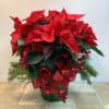 This is a festive holiday poinsettia plant arrangement. It&rsquo;s accented with holiday