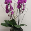 2 Beautifully arranged cascading purple Phalaenopsis Orchid plants in a silver ceramic