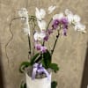 Two colors Double Stem Phalaenopsis Orchid Plant in a white planter with