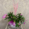 Blooming Pink Schlumbergera Holiday Cactus Plant in a white pot with pink