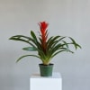 Vibrant and exotic, the Bromeliad Plant adds a burst of tropical color