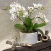 3 beautiful mini orchids in a low white vase decorated with curly
