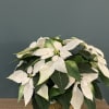 A traditional sized poinsettia to send to the home for the holidays.
