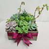 Variety of succulents in a wooden box, perfect for any occasion.