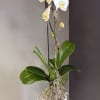 A beautiful single stem white orchid. Pet friendly.