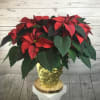 Nothing says &quot;Happy Holidays&quot; like a beautiful poinsettia! Please contact us for