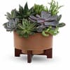 Harvest Succulent Garden brings a fresh twist to fall. A lush mix