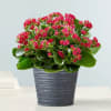 Kalanchoe Plant