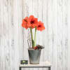 This amaryllis is presented in a galvanized container with a some curly