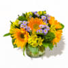Freshly arranged variety of sunflowers, alstroemeria, trachelium and monte casino. 
Overall size: