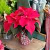 A bright, pretty, healthy 6.5&quot; red 
poinsettia plant, upgraded With holiday trim