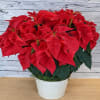 THIS IS A BEAUTIFUL RED POINSETTIA IN A 12 INCH WIDE METAL