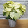 Full white poinsettia Plant in a 10 inch white wicker basket. A