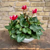 A Beautiful Cyclamen Plant Set Into a Ceramic Container
(Color of cyclamen And