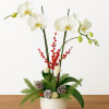 Elevate your space with our exquisite white orchid arrangement, featuring elegant blooms