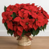 Premium Poinsettia
Bring classic holiday elegance into any space with our Premium Poinsettia.