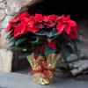 Traditional and pretty red poinsettia plant wrapped in a waterproof foil adorned