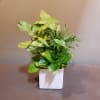 Syngonium, Palm, and Pothos plants arrive in a white ceramic container.
Measures approx.