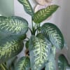 Dieffenbachia, also known as dumb cane, is a popular houseplant characterized by