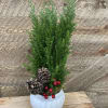 This adorable (real) spruce tree is a great holiday gift for anyone.