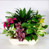 Bring vibrant life to any space with this stunning ceramic planter arrangement.