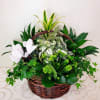 Bring nature&#039;s tranquility into your home with this lush Dish Garden Basket
