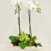 Elevate your space with the timeless elegance of two lush double-stem orchids